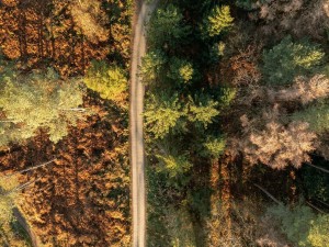 View over Delamere Forest