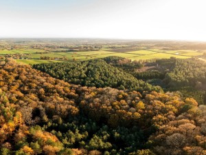 Views across Delamere Forest