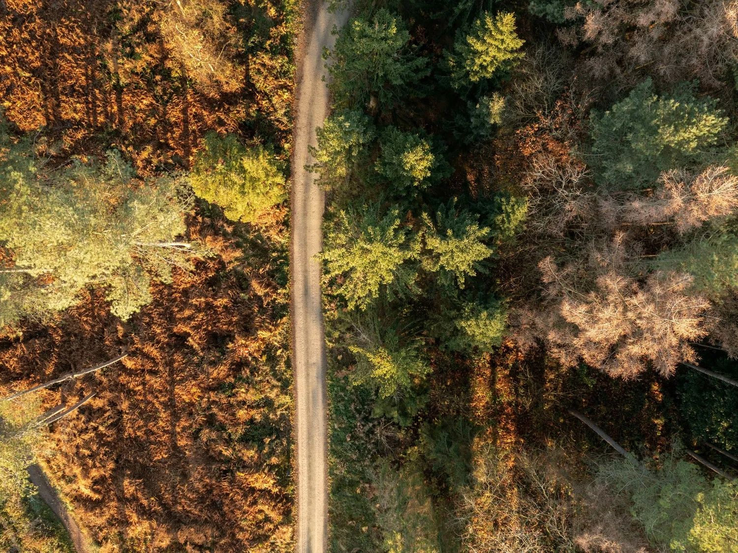 View over Delamere Forest