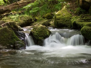 Golitha Falls