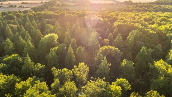 Blackwood Forest