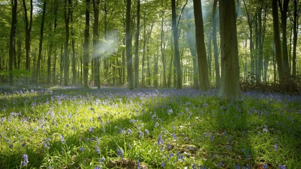 Blackwood Forest