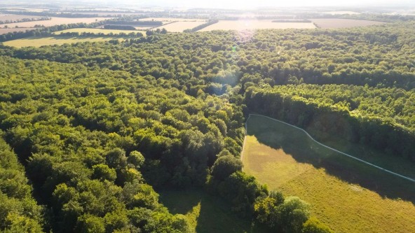 Blackwood Forest
