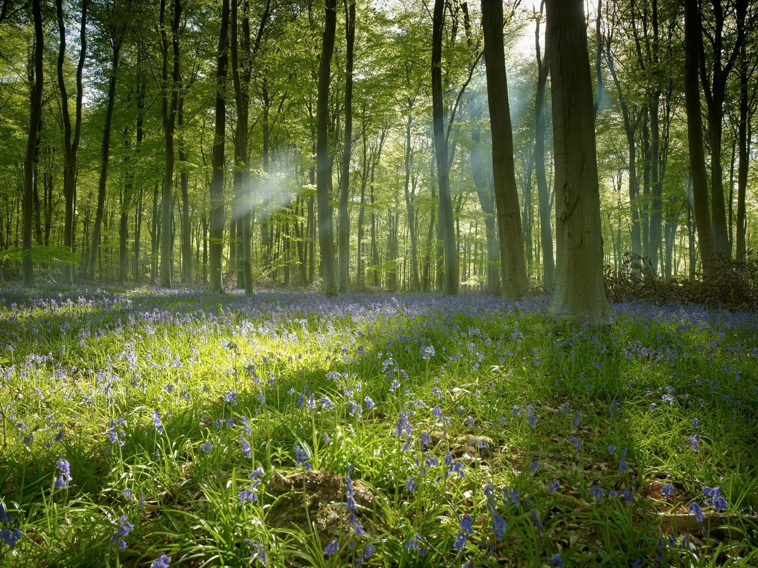 Blackwood Forest