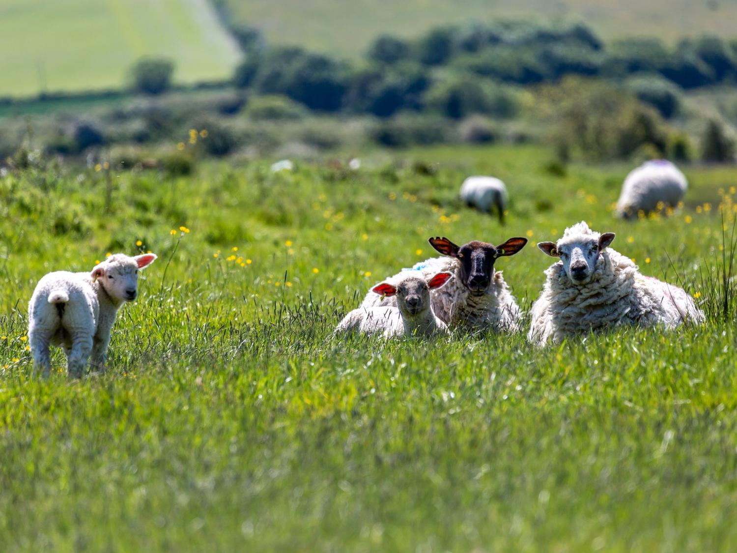 South Downs National Park