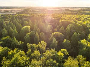Blackwood Forest