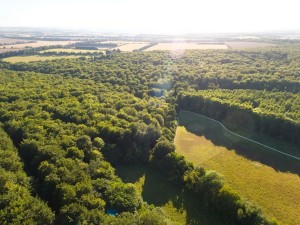 Blackwood Forest