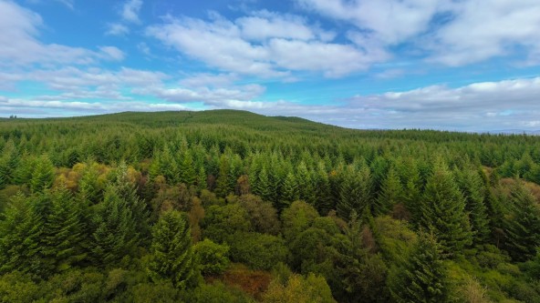 Forest of Glenartney