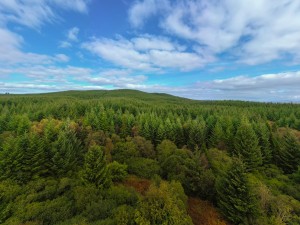 Forest of Glenartney