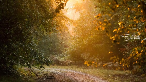 Forest of Dean
