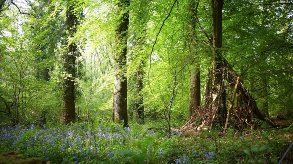 Woodland in the Forest of Dean