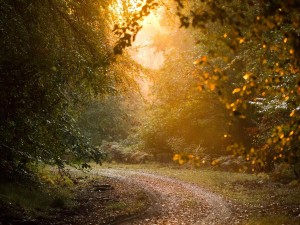 Forest of Dean