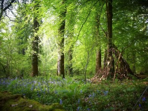 Woodland in the Forest of Dean