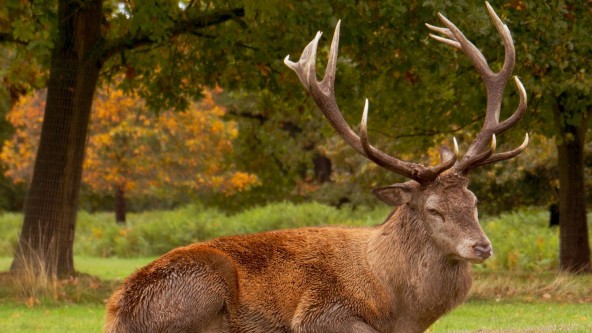 Deer at Wollaton Hall