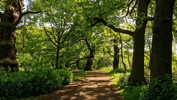 Sherwood Forest