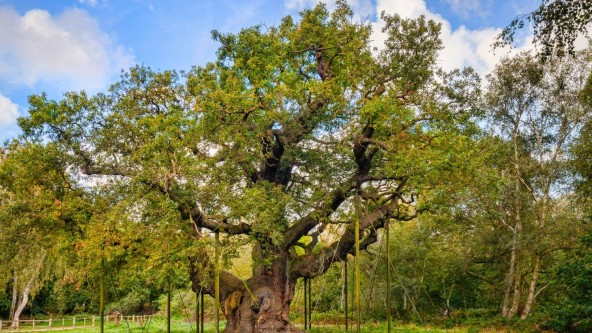 Sherwood Forest