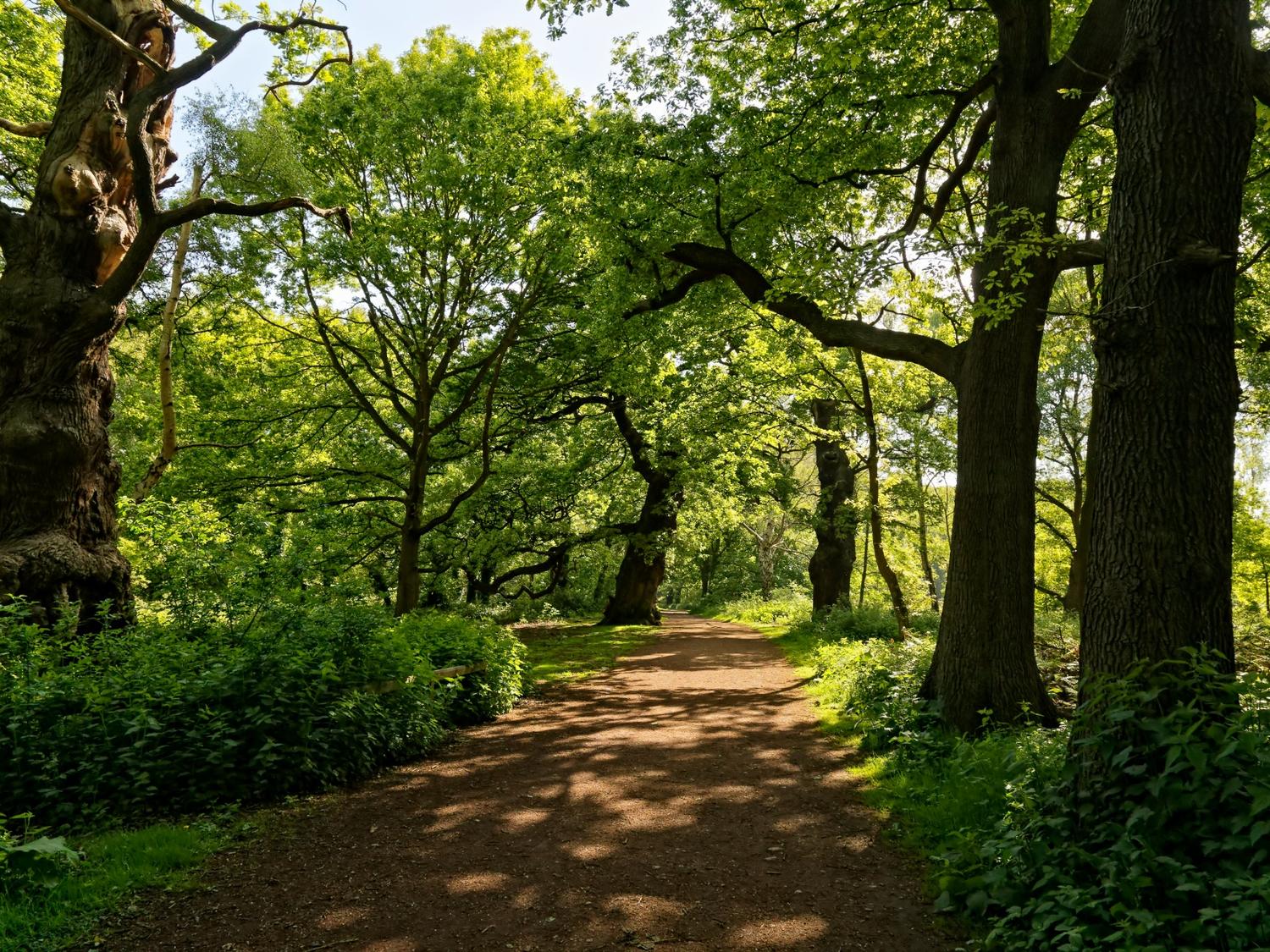 Sherwood Forest