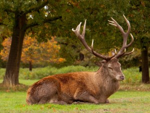 Deer at Wollaton Hall