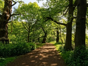 Sherwood Forest