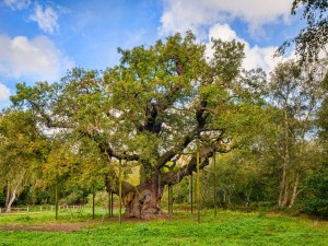 Sherwood Forest