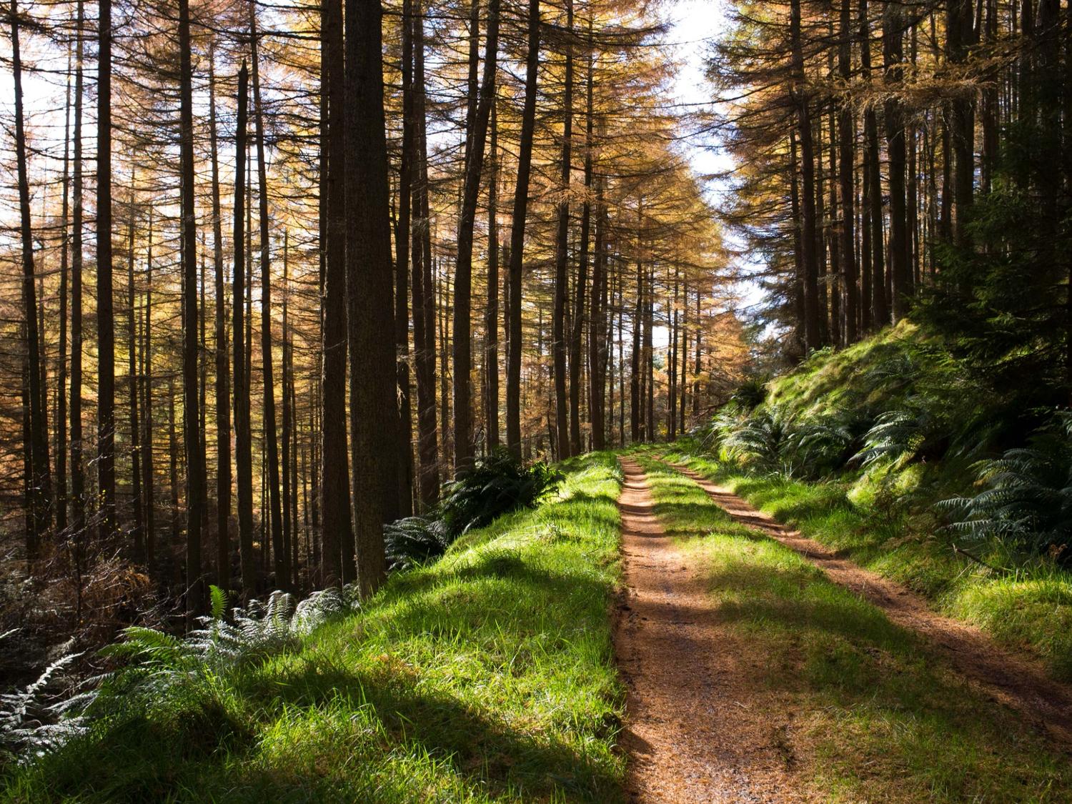 Glentress Forest
