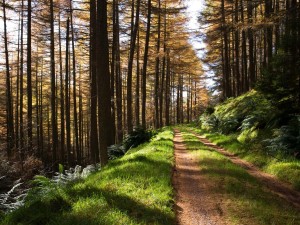 Glentress Forest