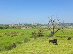 Marine Court - Countryside near Arundel