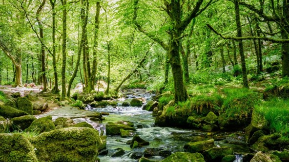 Golitha Falls