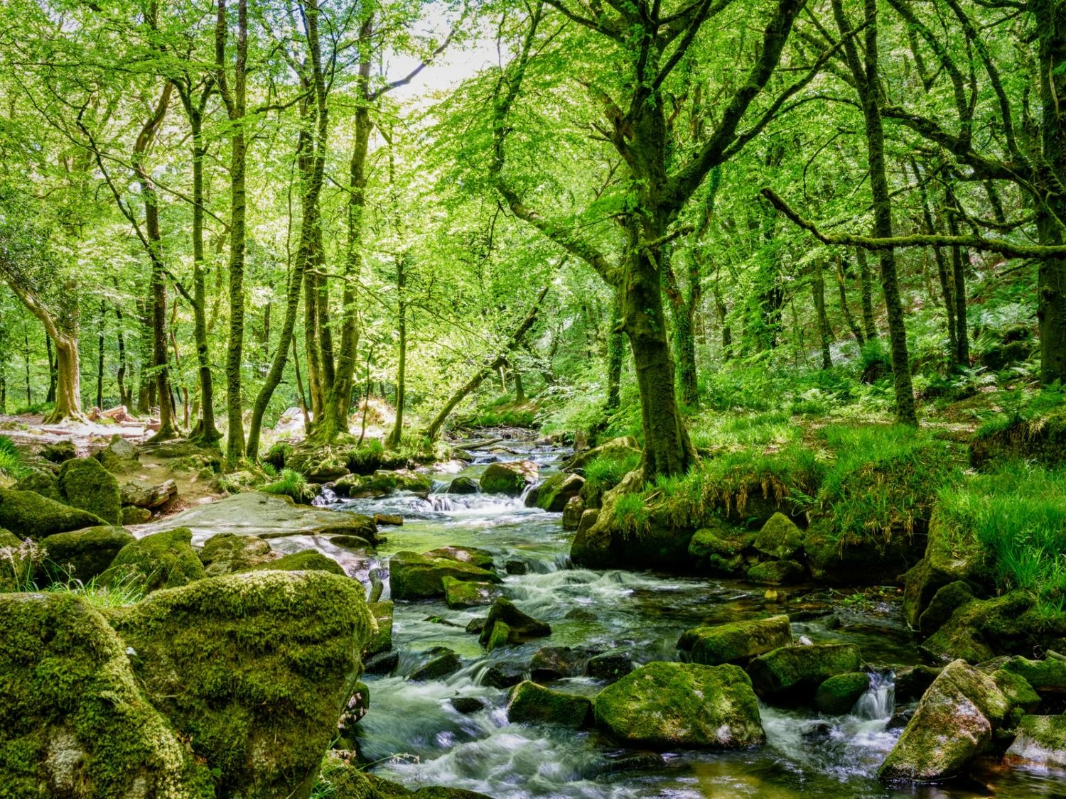 Golitha Falls