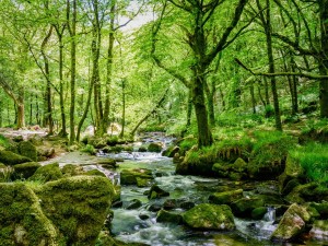 Golitha Falls