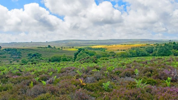 Purbeck, Dorset