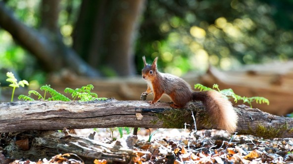 Red Squirrel, Brownsea Island