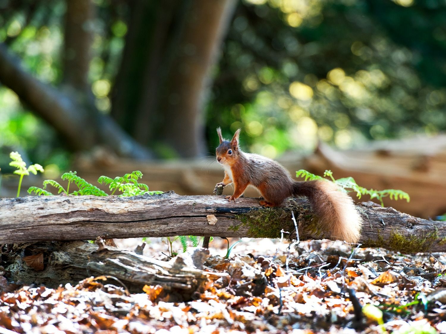 Red Squirrel, Brownsea Island
