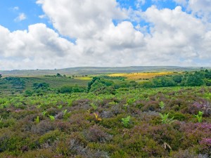 Purbeck, Dorset