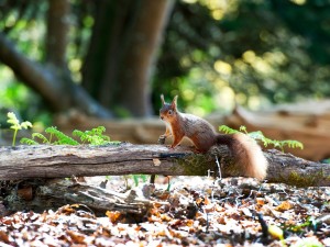 Red Squirrel, Brownsea Island