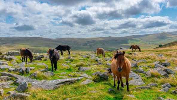 Horses Dartmoor