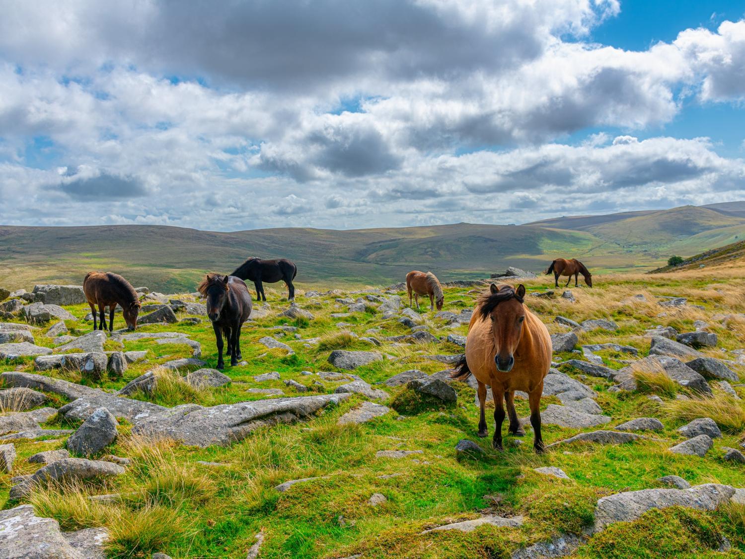Horses Dartmoor