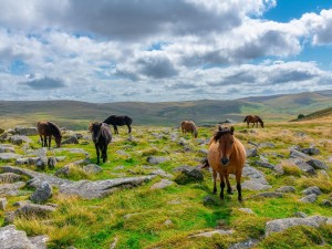 Horses Dartmoor
