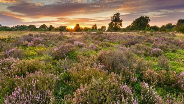 Cannock Chase AONB