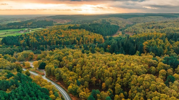 Cannock Chase