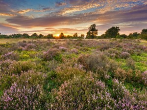 Cannock Chase AONB