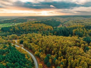 Cannock Chase