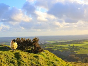 Bodmin Moor