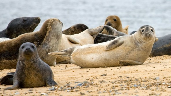 Cornish Seal Sanctuary