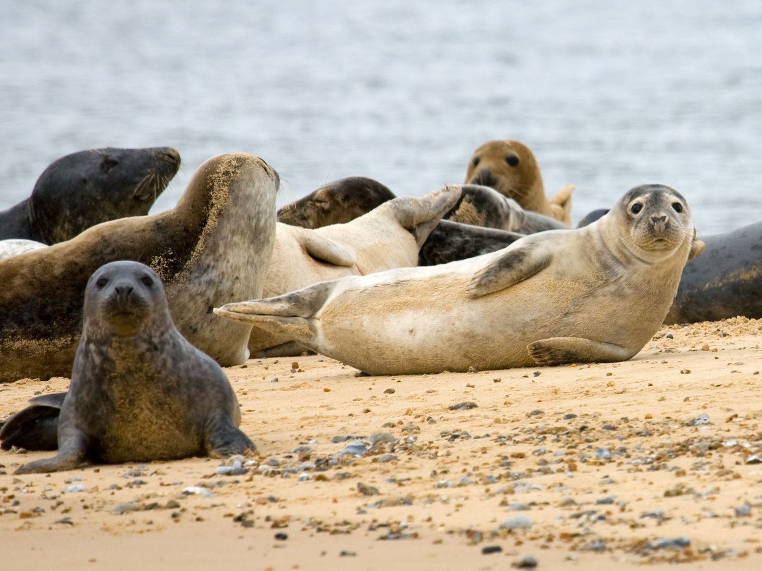 Cornish Seal Sanctuary