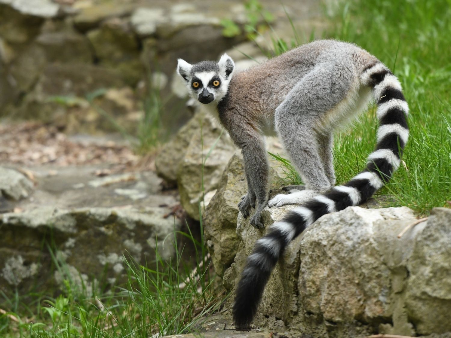 A lemur