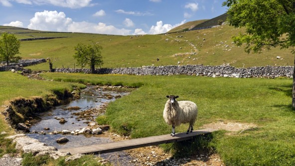 Sheep in the Yorkshire Dale