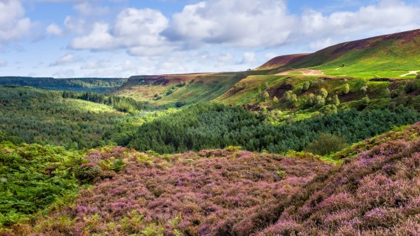 Heathland on the North York Moors