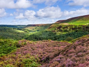 Heathland on the North York Moors