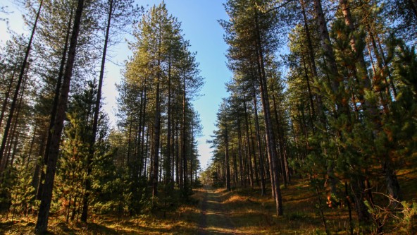 Newborough Forest